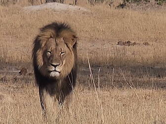 Trial over Cecil to start toda...